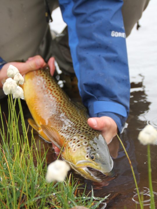 Guided fly fishing at Groven mountain lodge